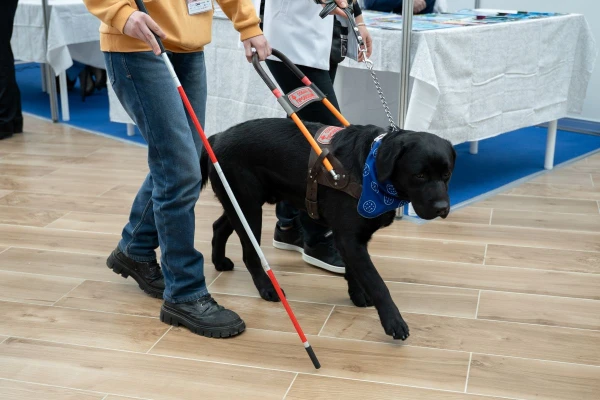 Изображение к статье: История собаки-поводыря, которая изменила жизни незрячих людей