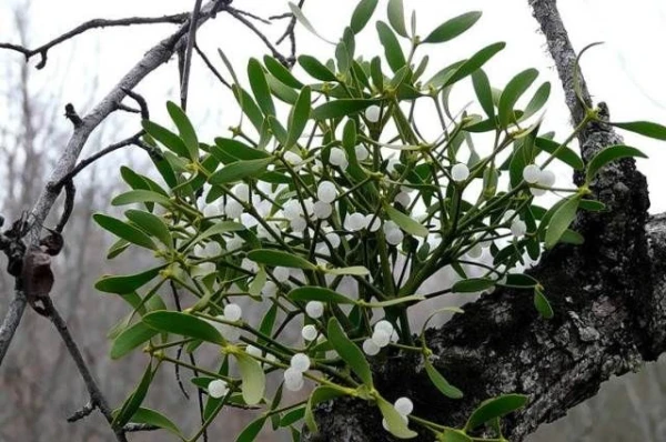 Изображение к статье: Что делать с деревом, на котором появилось много омелы?