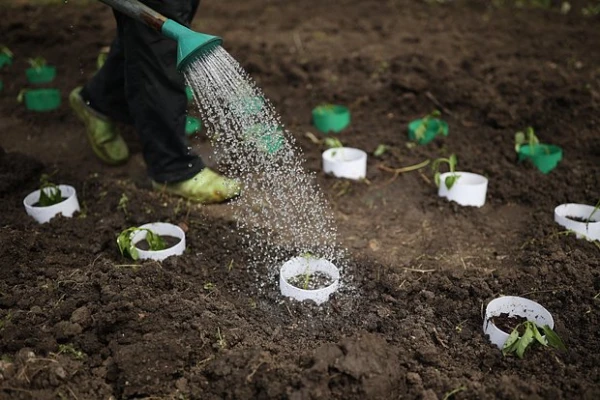 Изображение к статье: Дачникам назвали способы добиться большого урожая