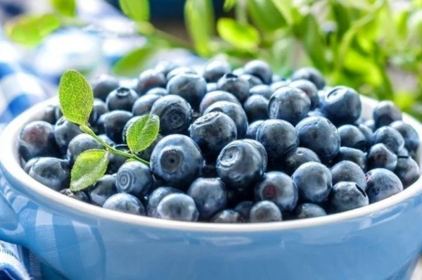 Изображение к статье: Виды на чернику: цены вырастут, чего не скажешь о ягоде