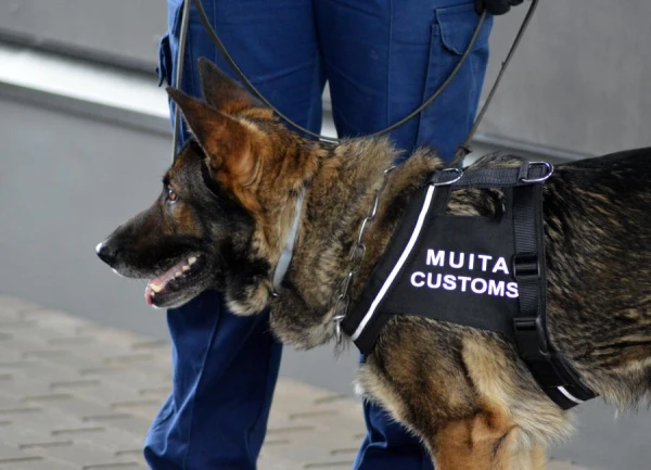 Изображение к статье: Налоговикам и таможенникам Латвии будут доплачивать по 300 евро – чтобы не разбегались с госслужбы