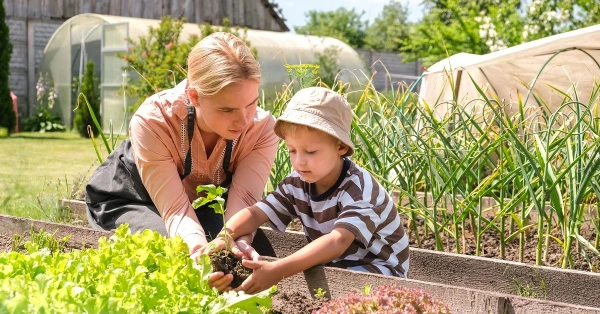 Изображение к статье: Своими руками: 7 продуктов для снижения давления, которые можно вырастить на даче