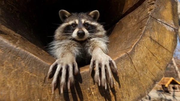 Изображение к статье: Еноты: ловкачи, которые выживут и в природе, и в городе