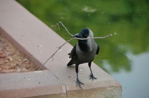 Изображение к статье: Вороны разбираются в геометрии: ученые раскрыли способности птиц к абстрактному мышлению