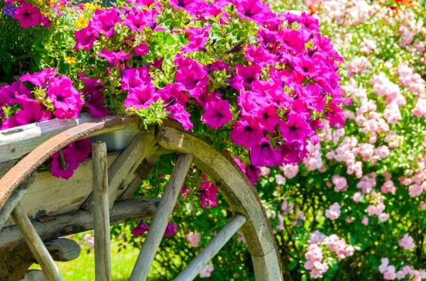 Изображение к статье: Какие цветы выбрать для сада, если нет возможности много за ними ухаживать? Советует агроном