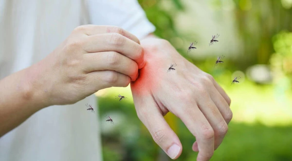 Изображение к статье: Как защититься от комаров во время дачного отдыха?