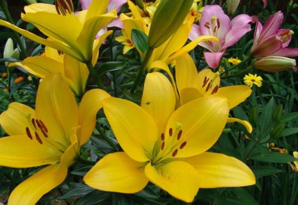 Изображение к статье: Лилия влаголюбива или нет?