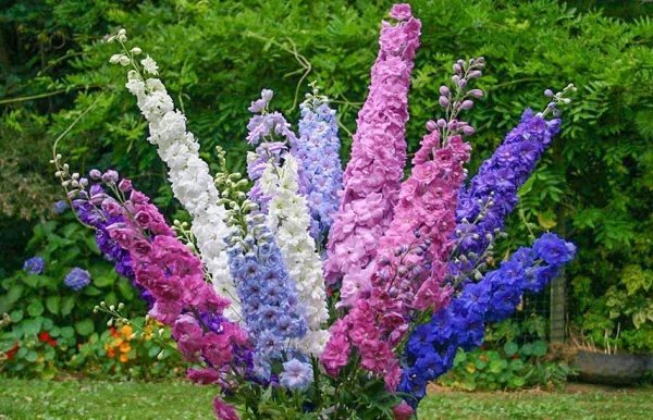 Изображение к статье: От настурции до дельфиниума: что посадить на участке в мае