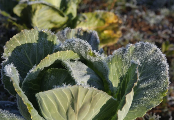 Изображение к статье: Ночью обещают морозы