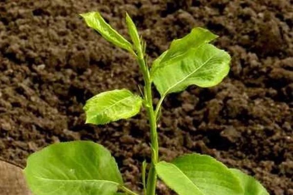 Изображение к статье: Корневая поросль: что с ней делать?