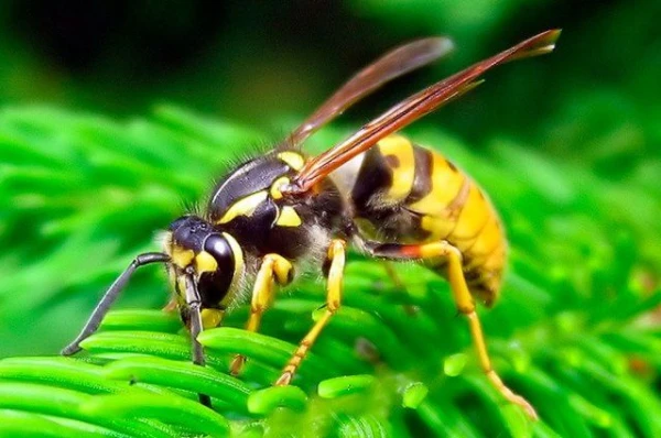 Изображение к статье: Чем можно отпугнуть ос?