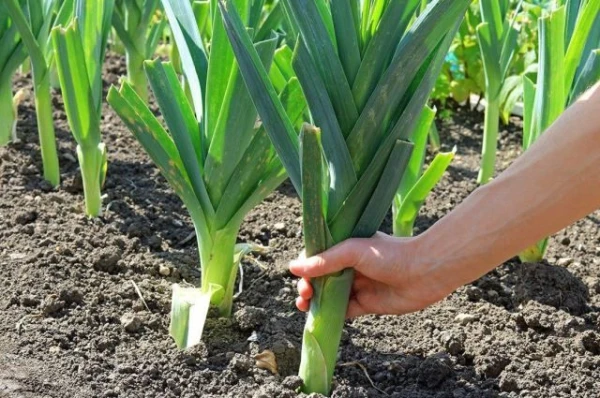 Изображение к статье: Как правильно высадить в грунт рассаду лука-порея и сельдерея?