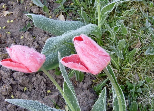 Изображение к статье: Ночью местами ожидаются заморозки