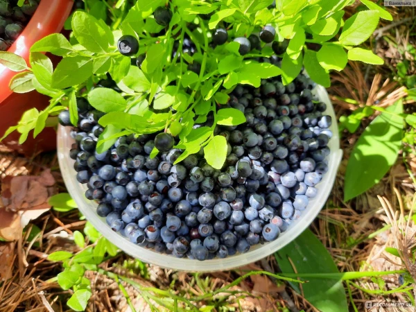 Изображение к статье: В Латвии в этом году, скорее всего, не будет черники