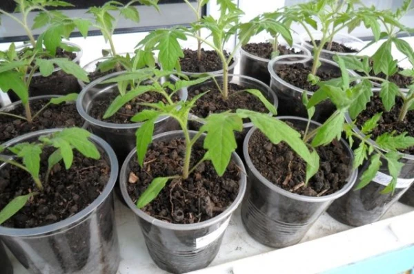 Изображение к статье: Не вредно ли в квартире выращивать много рассады?