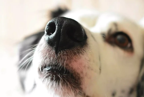 Изображение к статье: Развеян миф о сухом собачьем носе