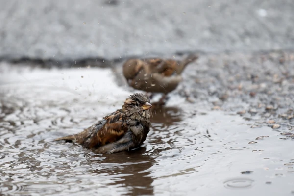 Изображение к статье: Количество осадков в Риге достигло 184% от нормы, и это не предел