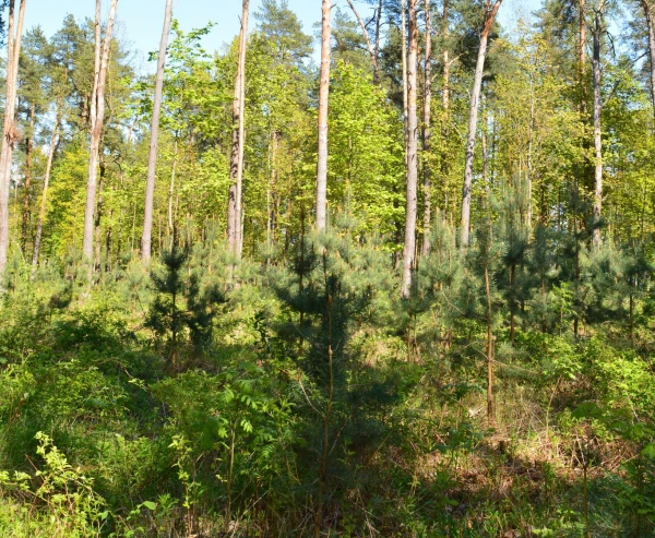 Изображение к статье: Лесная диалектика: старожилы и поросль на вырубках. Фото автора.