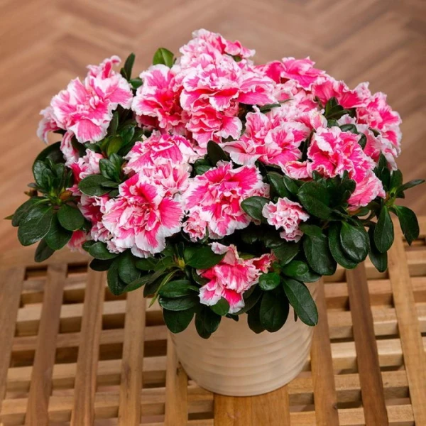 Изображение к статье: 10 растений, которые опасно держать дома