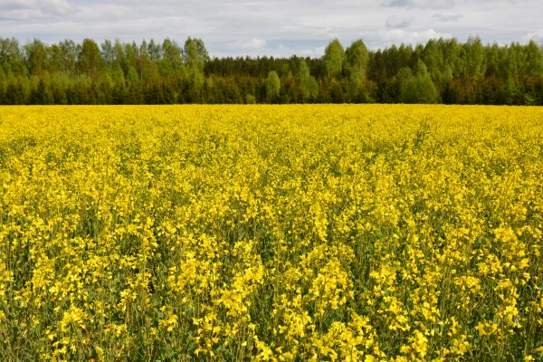 Изображение к статье: Цветущая Земгалия: что происходит в самом земледельческом краю Латвии