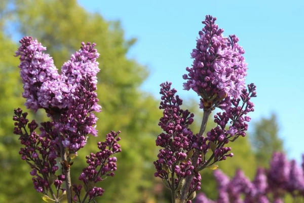 Изображение к статье: Синоптики поделились прогнозом на ближайшие дни