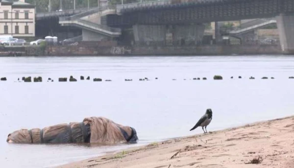 Изображение к статье: На Кипсале из воды извлекли завернутую в одеяло свинью в резиновых сапогах