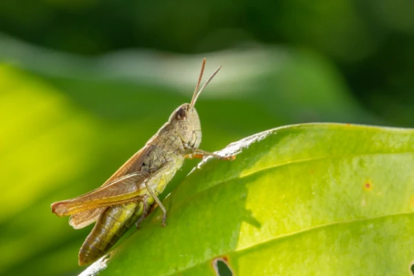 Изображение к статье: Вымершего кузнечика снова обнаружили живым