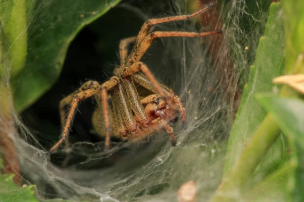 Изображение к статье: Ученые генетически изменили паучий шелк