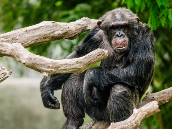 Изображение к статье: Истоки музыки: шимпанзе настукивают ритмы в разных стилях