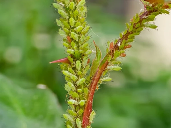 Изображение к статье: Из-за потепления британские сады атакует тля