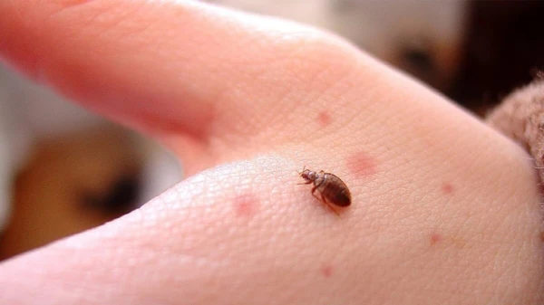 Изображение к статье: Литву заполонили клопы. Привезут ли туристы-соседи нам такой «подарок»?