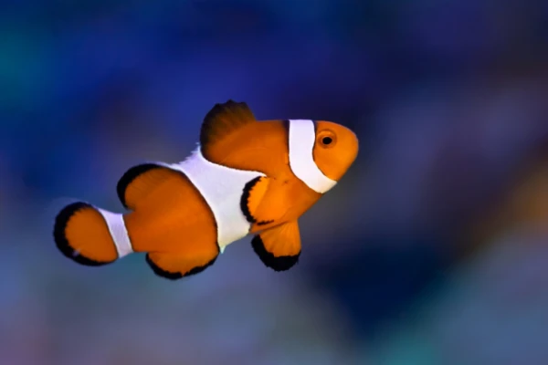 Изображение к статье: Рыбы-клоуны нашли способ выживания в условиях климатического кризиса — ученые шокированы