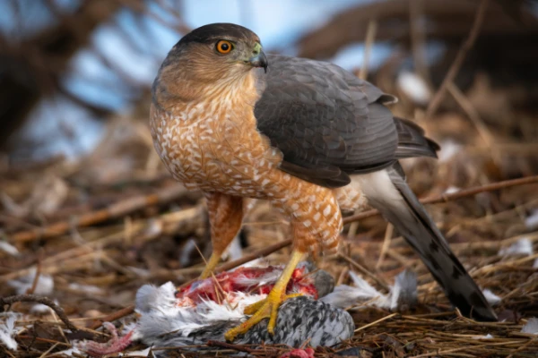Изображение к статье: Ястребы научились охотиться с помощью светофора