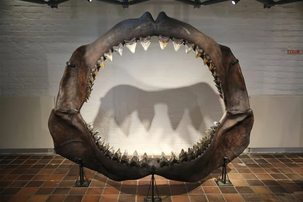 Изображение к статье: Развенчан миф о мегалодоне