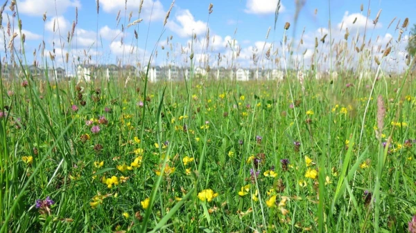 Изображение к статье: Фото: Latvijas Dabas fonds