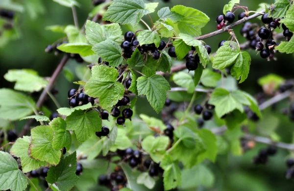 Изображение к статье: С урожаем чёрной смородины в этом году могут быть проблемы