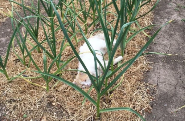 Изображение к статье: Всегда ли полезно мульчирование почвы?