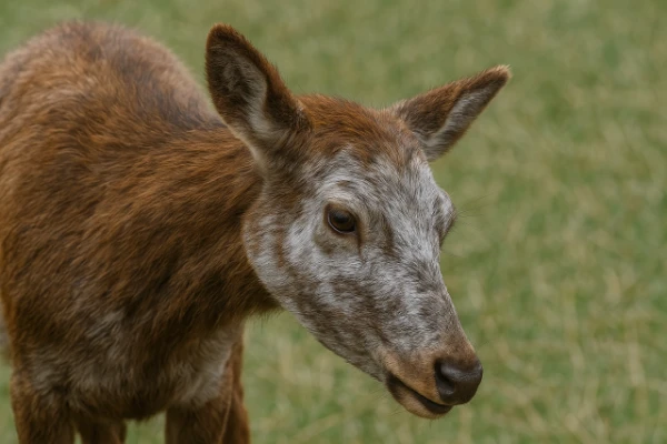 Изображение к статье: В США встретили красотку-лосиху с уникальным окрасом