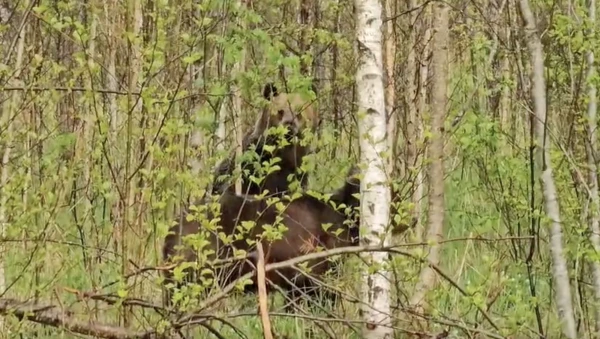 «Это нормально?» В Коргене мужчина столкнулся с двумя медведями