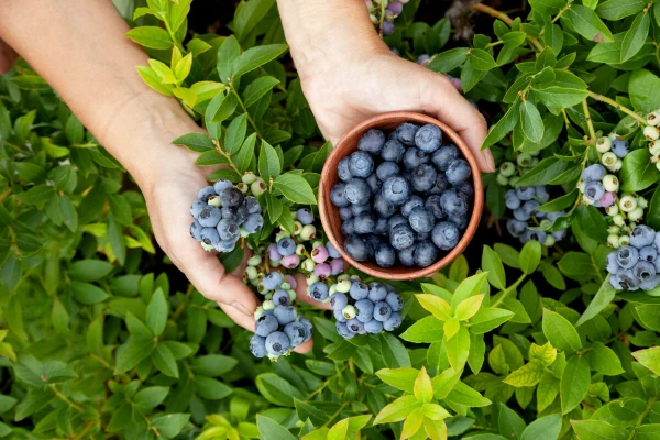 Изображение к статье: Как посадить голубику, чтобы она дала хороший урожай