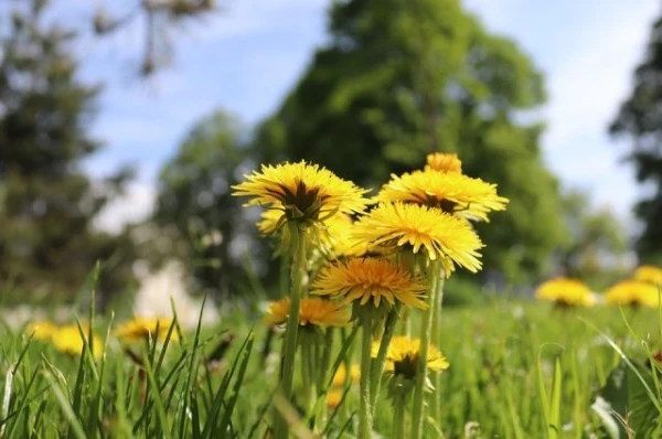 Изображение к статье: Есть ли способ избавиться от одуванчиков на садовом участке?