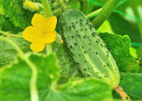 Изображение к статье: Как защитить огурцы от перепада температур и сохранить будущий урожай