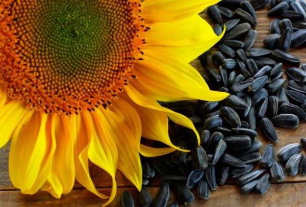 Изображение к статье: Чем могут грозить семечки зубам?