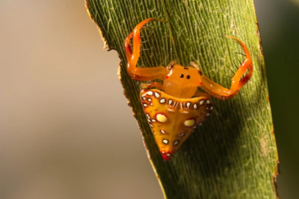 Изображение к статье: В Австралии можно встретить треугольного паука