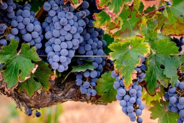 Изображение к статье: Потепление грозит нарушить баланс на мировом рынке виноделия