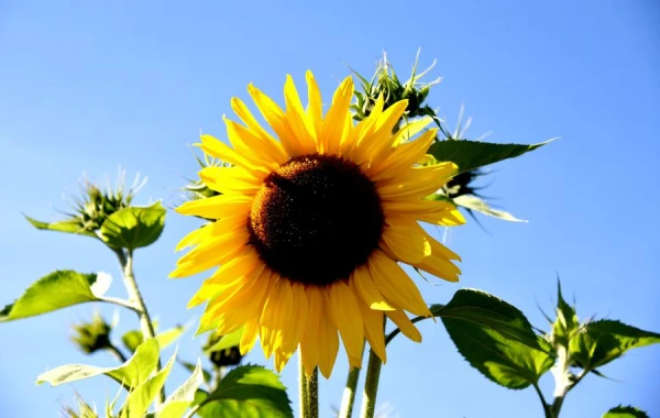 Изображение к статье: Народные приметы на 30 мая — Евдокия Свистунья