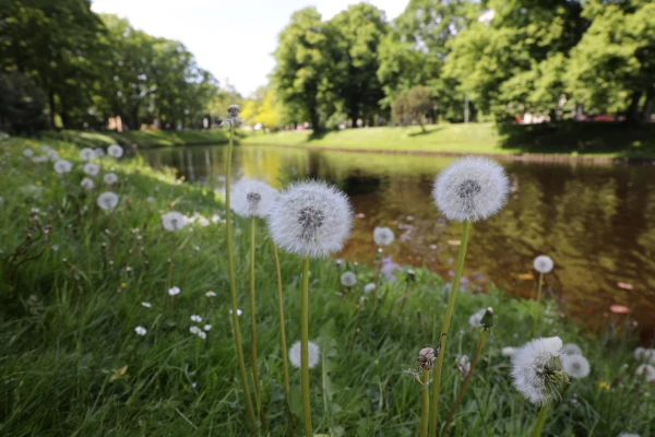 Изображение к статье: Тёплый уикенд, дождливая неделя: прогноз погоды для Латвии