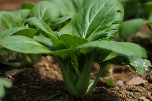 Изображение к статье: Инъекции мелатонина помогают фруктам и овощам дольше оставаться свежими