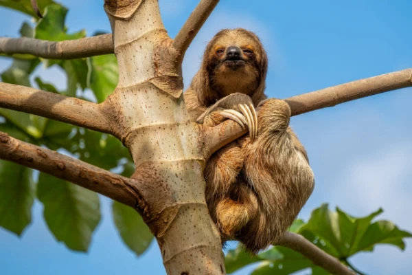 Изображение к статье: Новое исследование раскрыло секрет успеха ленивцев