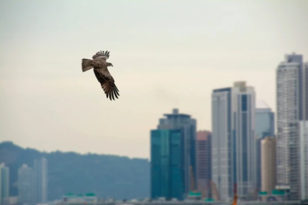 Изображение к статье: Ястребы используют дорожную инфраструктуру и автомобили во время охоты